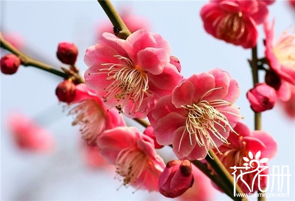 南京的市花是什么花，花中之魁梅花