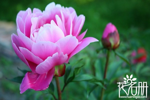 2018北京牡丹花什么时候开花，北京牡丹节时间(5月是赏花好时机)