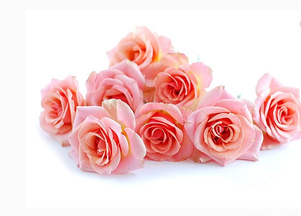 11朵粉色玫瑰花语是什么，11朵粉玫瑰代表什么（我只属于你）