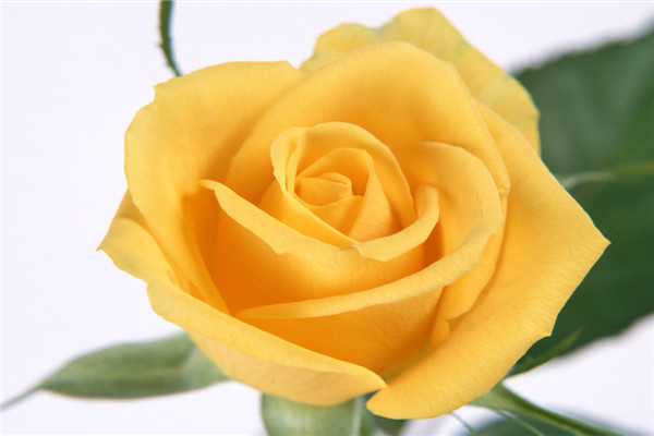 19朵黄玫瑰代表什么意思，19朵黄玫瑰花语是什么（为爱道歉）