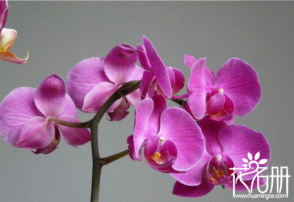 蝴蝶兰如何施肥，蝴蝶兰用什么肥料好