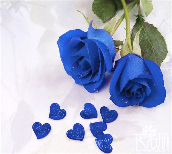 蓝玫瑰花语是什么，送蓝玫瑰代表什么意思