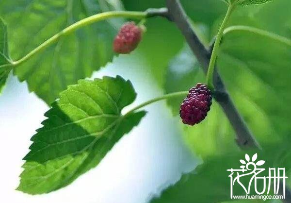 家里种金银花风水好吗，金银花寓意着散财败财(不适合家庭种植)