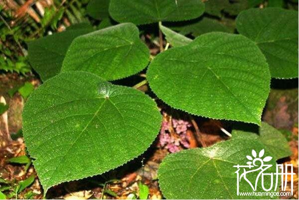 坏女人花生活在哪：分布在美国西南部地区(毒液腐蚀皮肤)