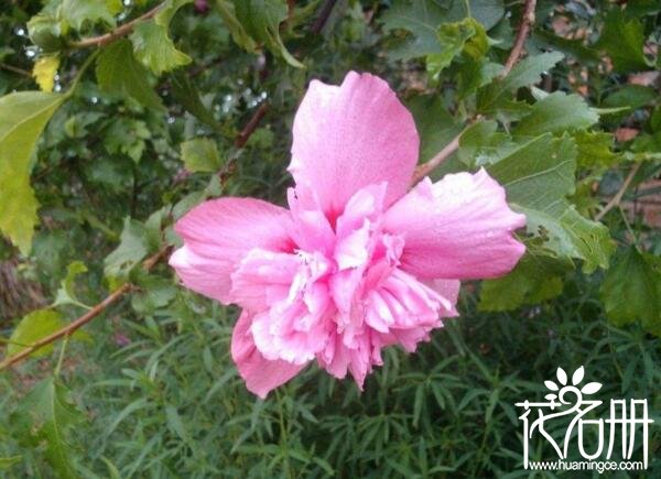 木槿花为什么不开花 木槿不开花的原因（5点原因需注意）
