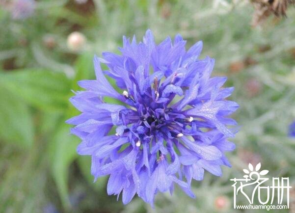 矢车菊什么时候开花 矢车菊花期为2-8月份(花期可人工调控)