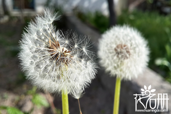 如何种植蒲公英，种植蒲公英的方法步骤