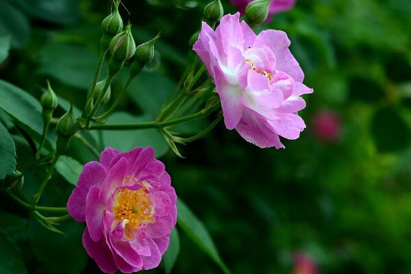 蔷薇花语是什么，代表着美好的爱情适合恋人间赠送