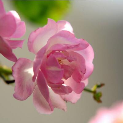 蔷薇花语是什么，代表着美好的爱情适合恋人间赠送