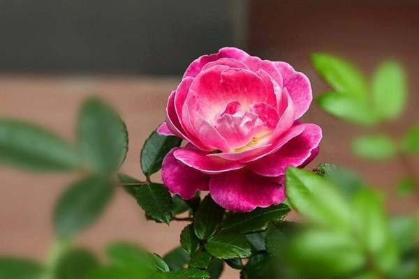 月季花的养殖方法