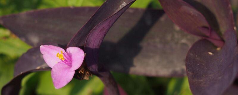 紫罗兰怎么繁殖