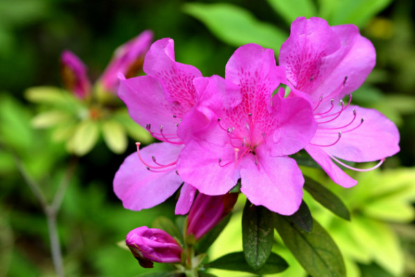 杜鹃花掉叶子怎么扑救，控水控温更换盆土