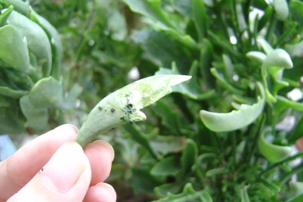 长寿花长虫子怎么办，保证通风并施加除虫药剂