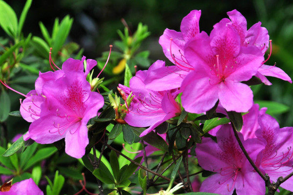 杜鹃花花苞干了怎么办，根据情况补充磷肥遮蔽强光