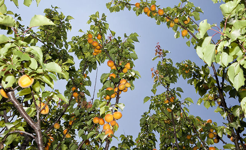 杏树栽培技术及种植条件