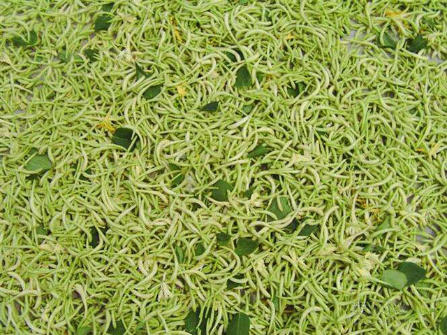 全面金银花种植技术和管理方案