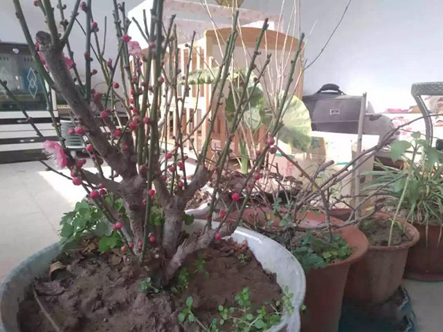 每个人都想养最贵气的梅花并怕养不好